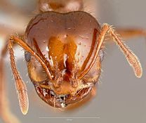 king fire ant