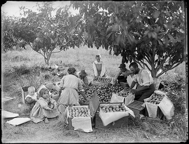 Sonter family packing fruit, Ray Road, Epping, Sydney, 1911