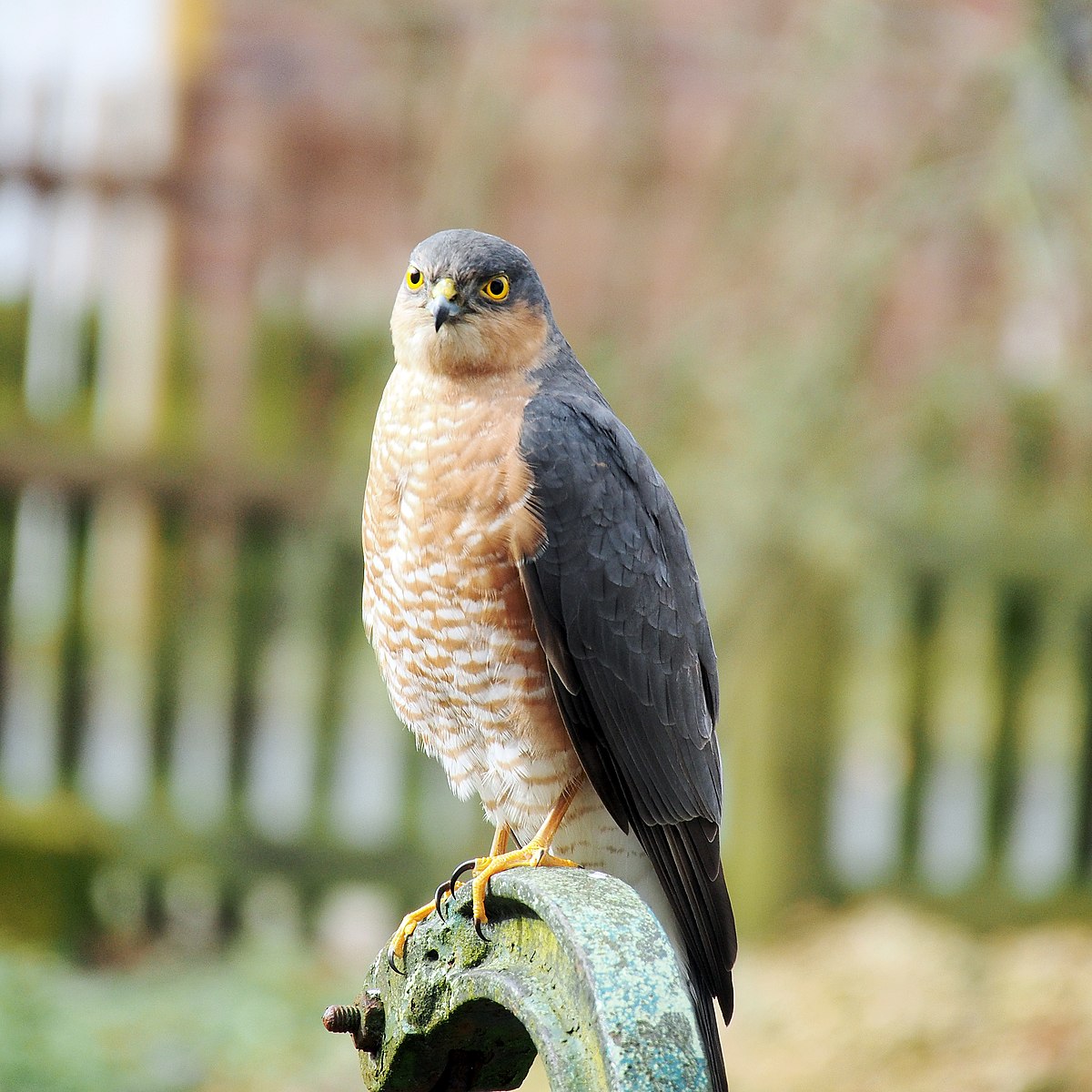 Hen Harrier  British Bird Of Prey Centre Wales