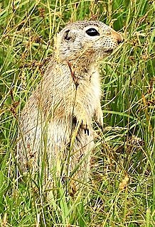 <span class="mw-page-title-main">Relict ground squirrel</span> Species of rodent