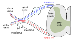 Spinal nerve