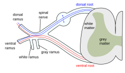 Spinal nerve.svg 