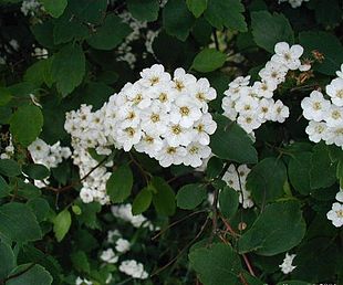 Spiraea-vanhouttei.JPG