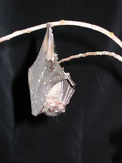 <span class="mw-page-title-main">Spotted-winged fruit bat</span> Species of bat