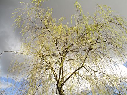 A willow in Stockholm in April 2016