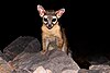 Squaw-ringtail-28112.jpg