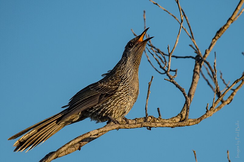 File:Staking his claim (33855069572).jpg