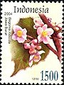 Flora - Begonia robusta