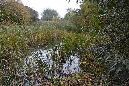 Stanground Newt Ponds 6