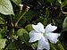 Thunbergia fragrans