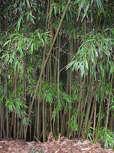 File:Starr-050107-2877-Phyllostachys nigra-habit-Waikamoi trail-Maui (24366273339).jpg