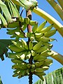 Starr-151029-0371-Musa x paradisiaca-Maia Iholena Upehupehu fruit-Maui Nui Botanical Garden Kahului-Maui (26256513836).jpg