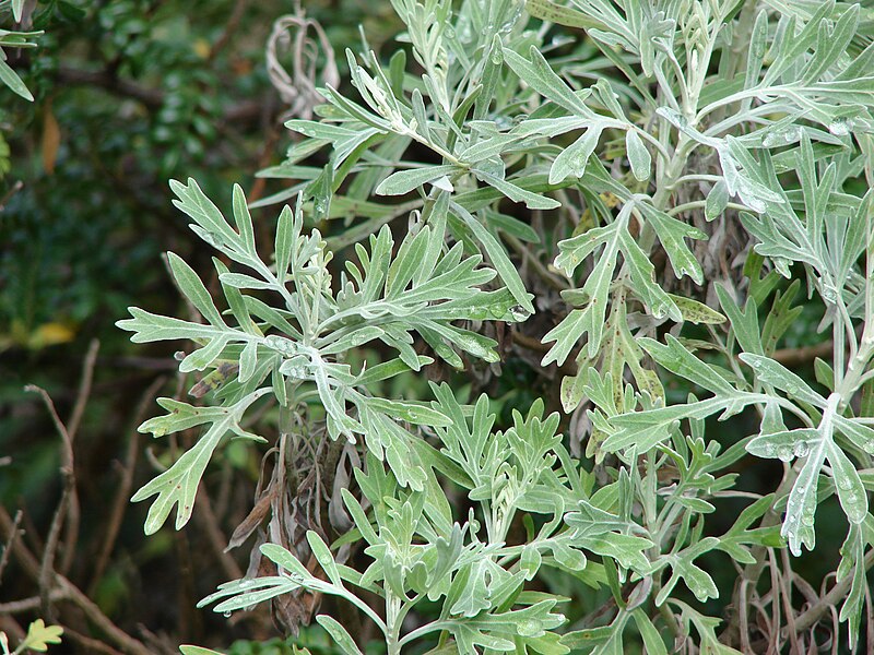 File:Starr 070208-4350 Artemisia australis.jpg