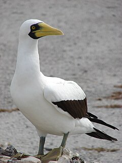 <span class="mw-page-title-main">Masked booby</span> Species of bird