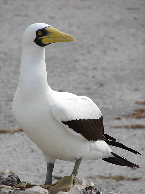 Masked booby