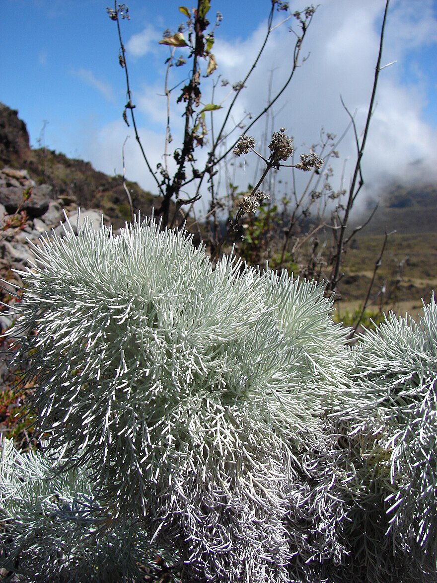 Artemisia Gattung wiki   TheReaderWiki