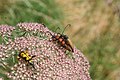 Accouplement de Lepture rouge