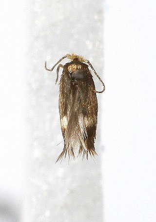 <i>Stigmella microtheriella</i> Species of moth