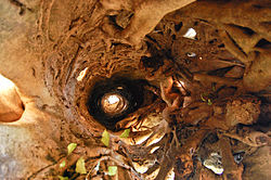 A columnar tree formed by a strangler fig after the central tree has died. The tree is hollow as seen in this photograph from below.
