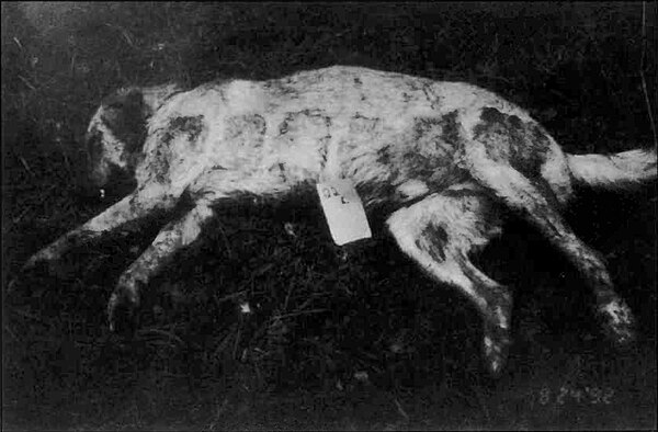 The body of Striker after he was shot and killed by Marshal Roderick