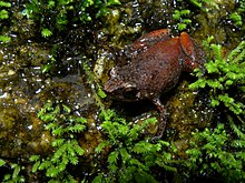 Stumpffia sp., Marojejy, Madagascar (4023091420).jpg