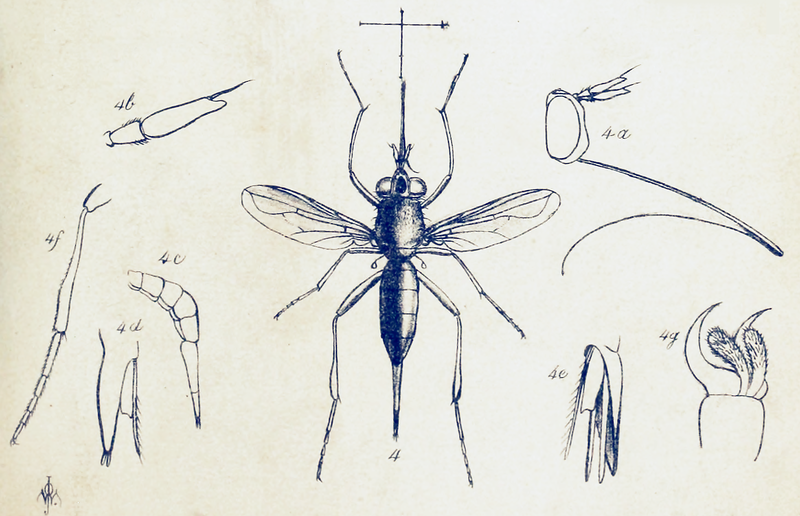 File:Stylogaster (from PZSL1850PlateAnnulosa19).png