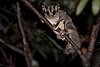 Sugar Glider (Petaurus breviceps) - 29363699442.jpg