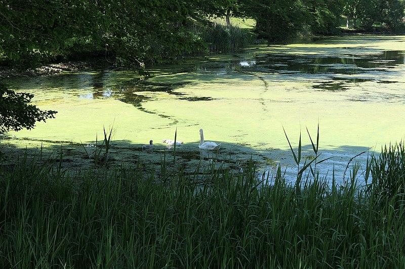 File:Sully-sur-Loire - château, parc 02.jpg