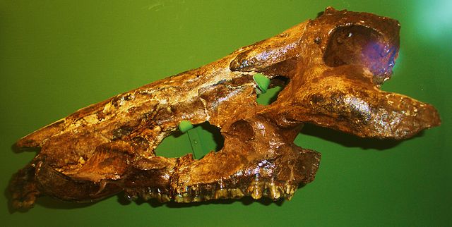 Skull of Sus strozzii (Museo di Storia Naturale di Firenze), a Pleistocene suid that was outcompeted by S. scrofa