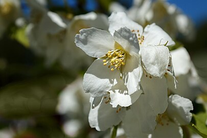 Sweet mock orange blossoms in Tuntorp