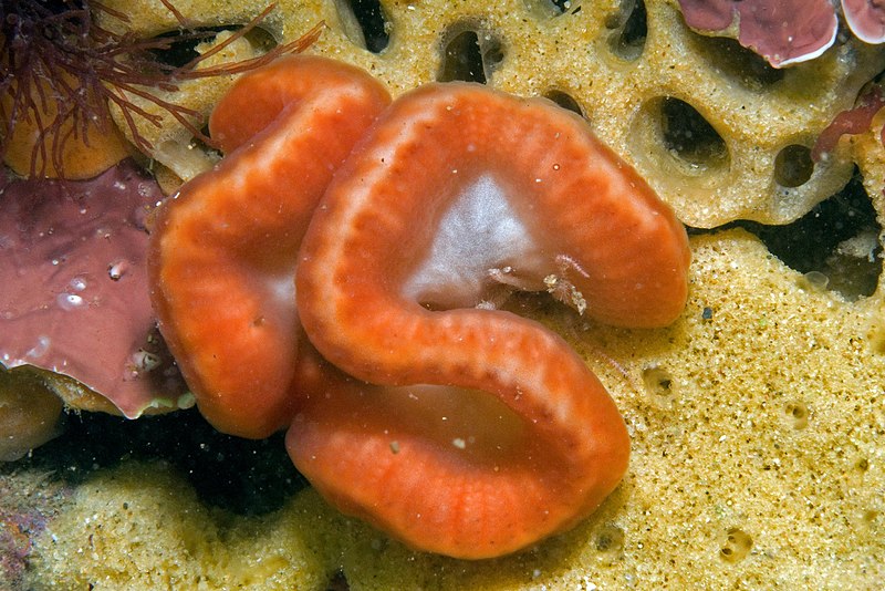 File:Sycozoa cerebriformis, Victoria, Australia.jpg