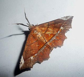 <i>Syllectra</i> Genus of moths