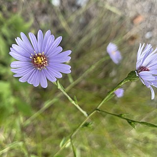 <i>Symphyotrichum rhiannon</i> Species of flowering plant in the family Asteraceae endemic to North Carolina, US