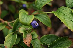 Symplocos-paniculata-berries.jpg