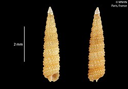 Synthopsis hadfieldi (MNHN-IM-2012-2761).jpeg