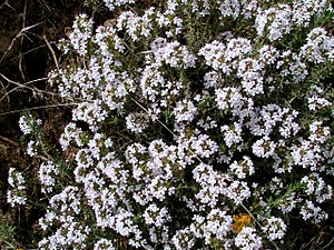 THYMUS VULGARIS - AGUDA - IB-180 (Timó).JPG