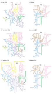 Ribosomal RNA RNA component of the ribosome, essential for protein synthesis in all living organisms