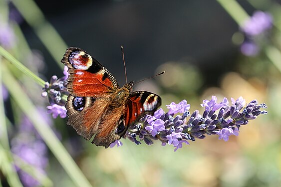 Aglais io on lavandula, Germany