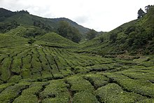 Cameron Highlands, Malaysia. Tea plantations 3, Pahang, Malaysia.jpg