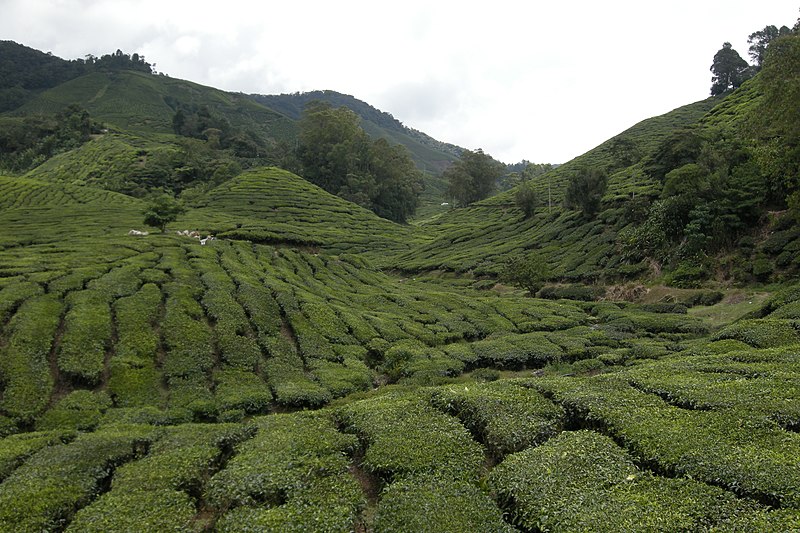 File:Tea plantations 3, Pahang, Malaysia.jpg