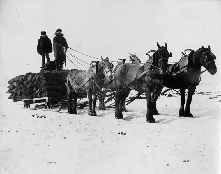 File:Team of horses hauling sacks on a sleigh, Alaska, circa 1906 (AL+CA 7513).jpg