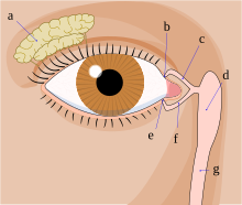 Larmes - Wikipedia