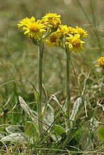 Thumbnail for Tephroseris integrifolia subsp. maritima