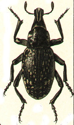 Terminasiania granosa Zoubkoff, 1833