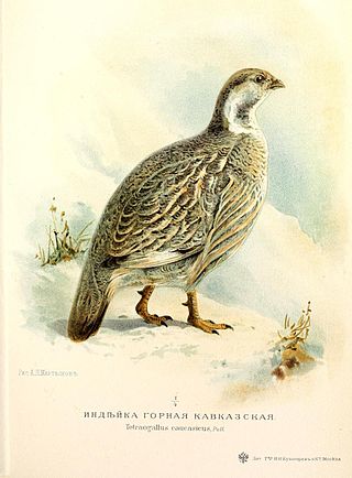 <span class="mw-page-title-main">Caucasian snowcock</span> Species of bird