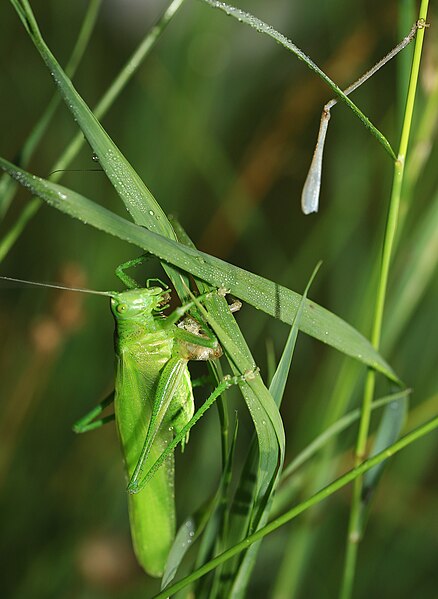 File:Tettigonia viridissima ecdysis 3.jpg