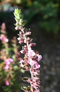 Teucrium chamaedrys ENBLA01.jpg