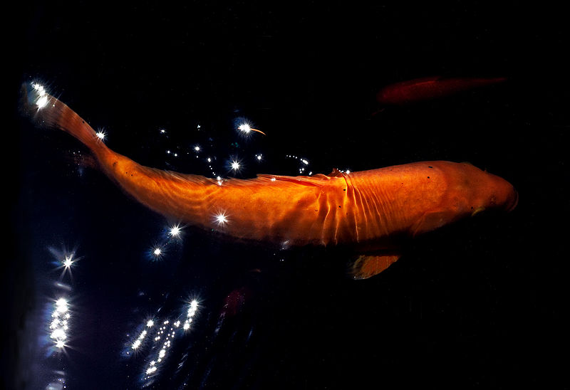 File:The Golden Carp (4855479488).jpg