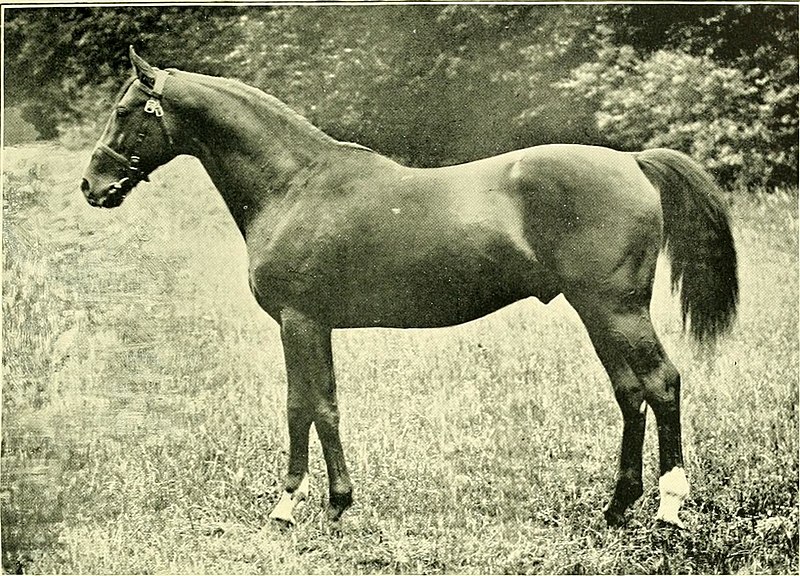 File:The Horse - its treatment in health and disease, with a complete guide to breeding, training and management (1905) (14783998693).jpg