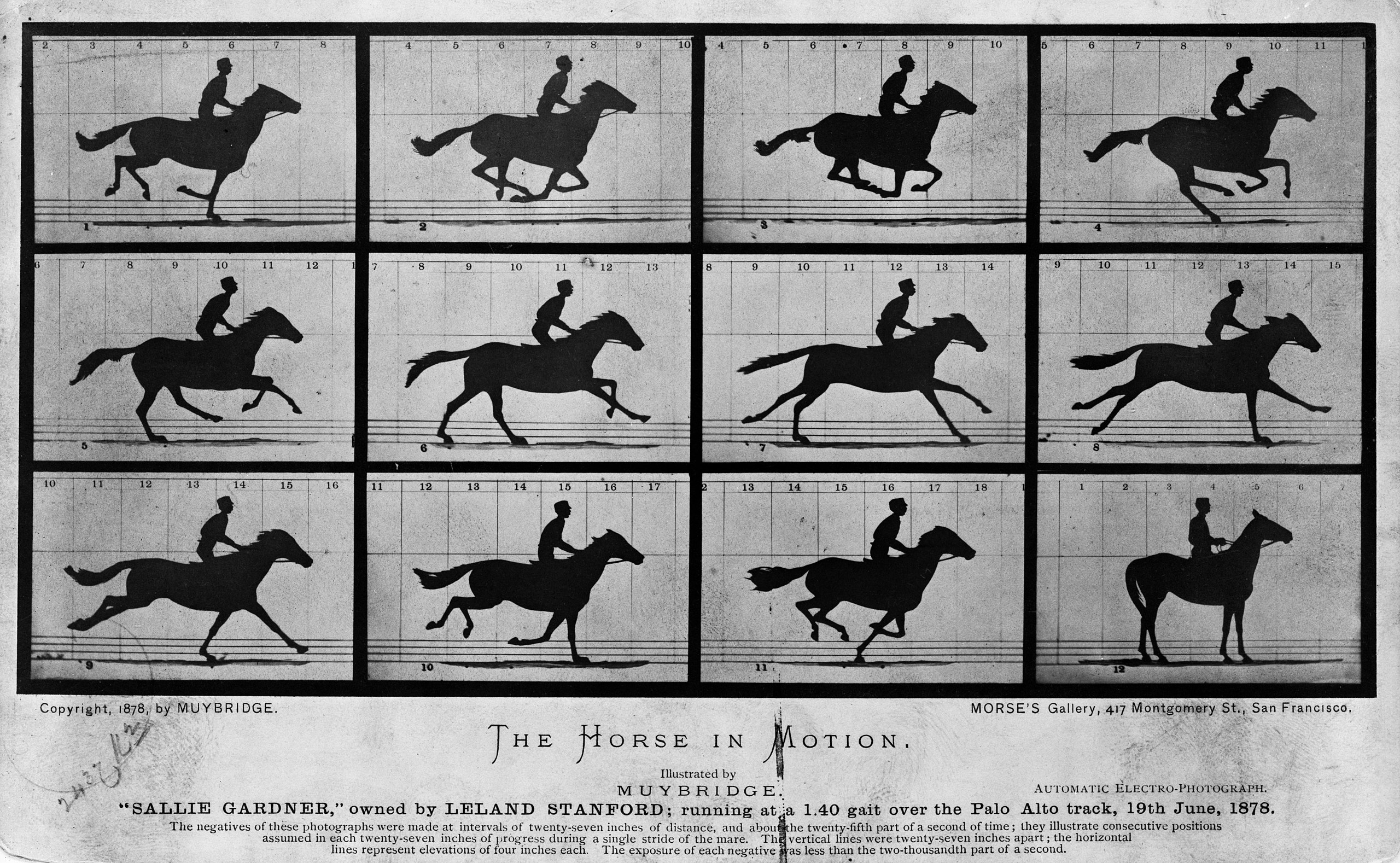 The Full Sequence of the Muybridge 'The Horse In Motion'